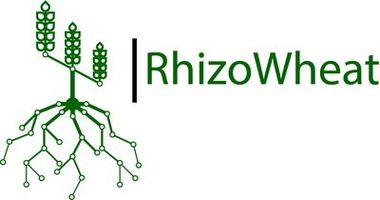 rhizowheat