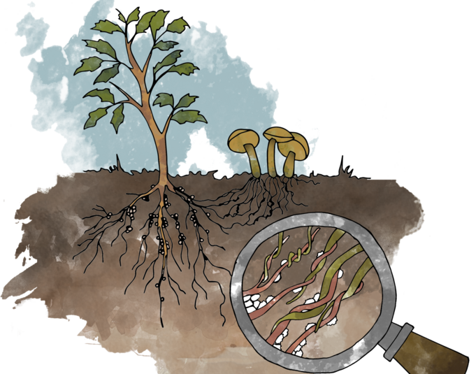 Soil Detectives