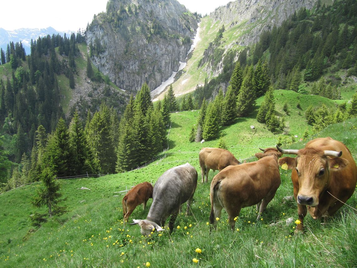 susalps Brunnenkopfalm